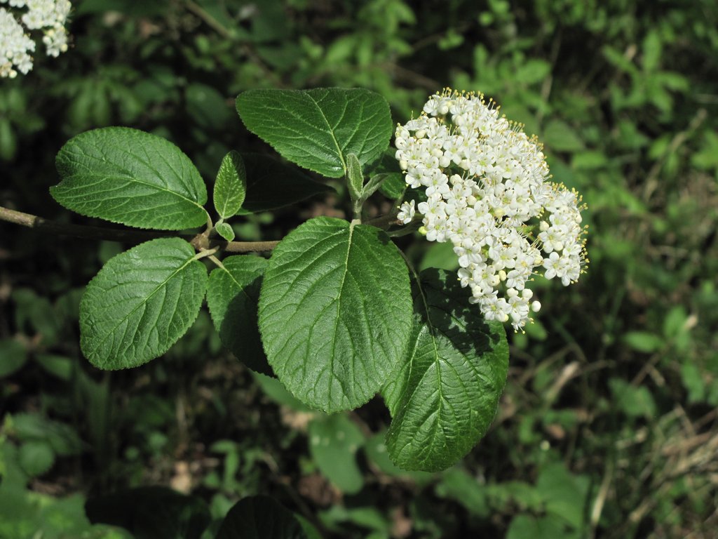 Viburnum lantana